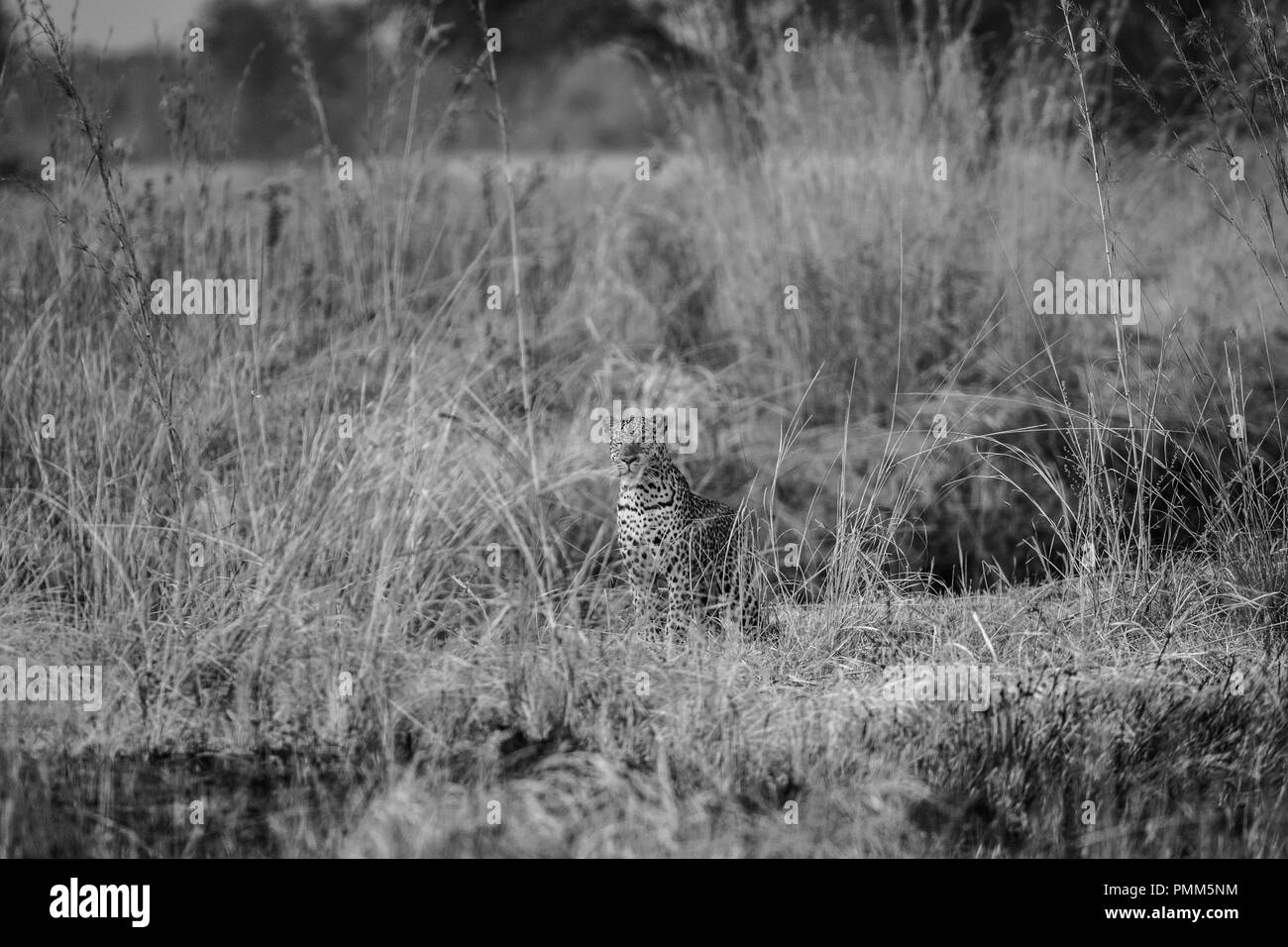 Leopard est assis dans l'herbe longue, South Luangwa, en Zambie Banque D'Images