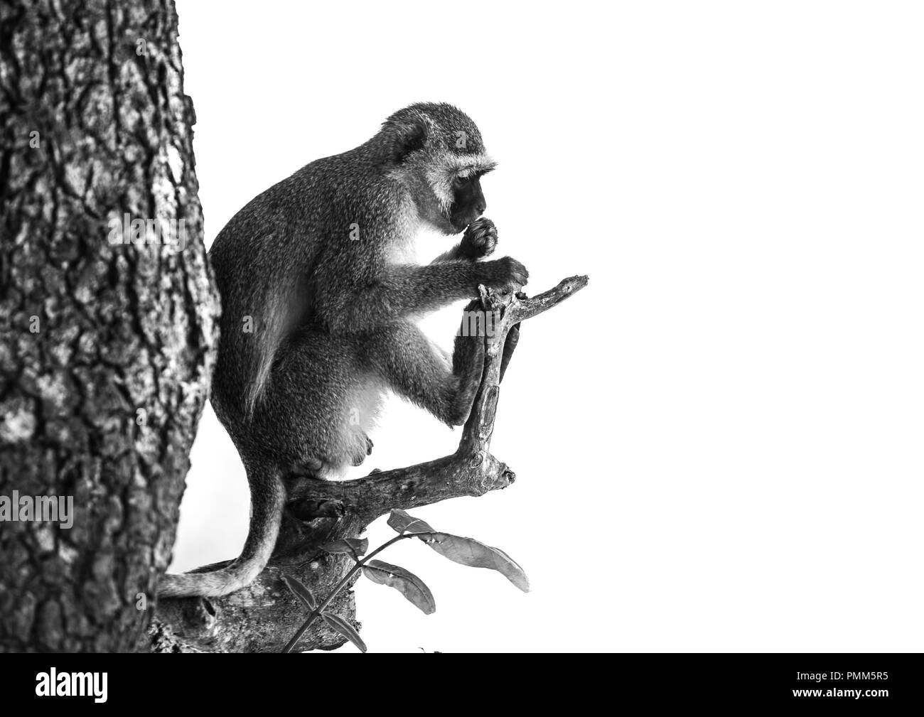 Singe de profil, assis sur une branche d'arbre Banque D'Images