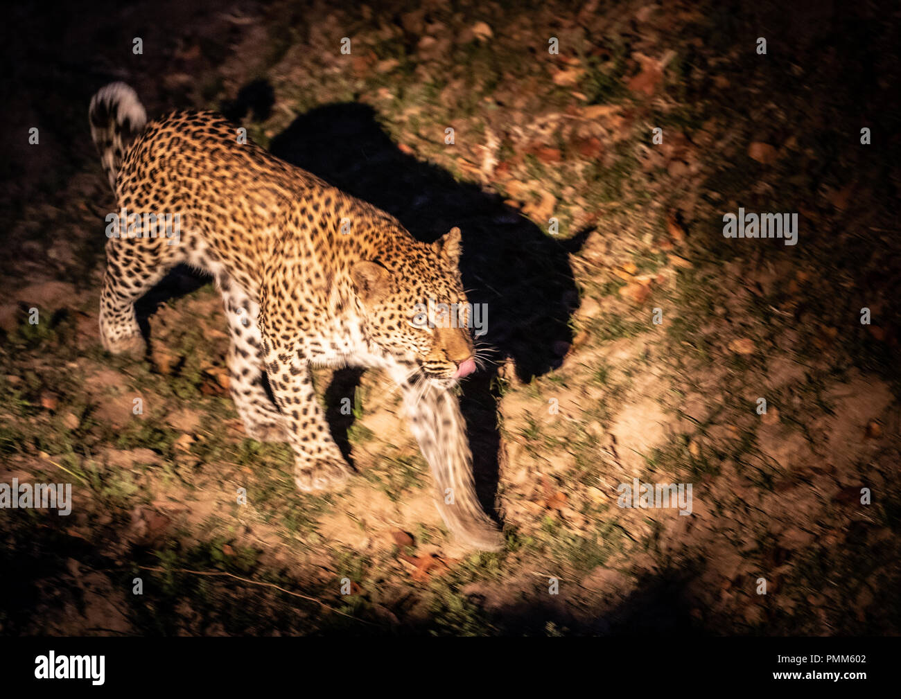 Leopard par nuit, South Luangwa, en Zambie, l'Afrique Banque D'Images