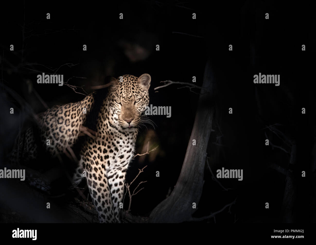Leopard par nuit, South Luangwa, en Zambie, l'Afrique Banque D'Images