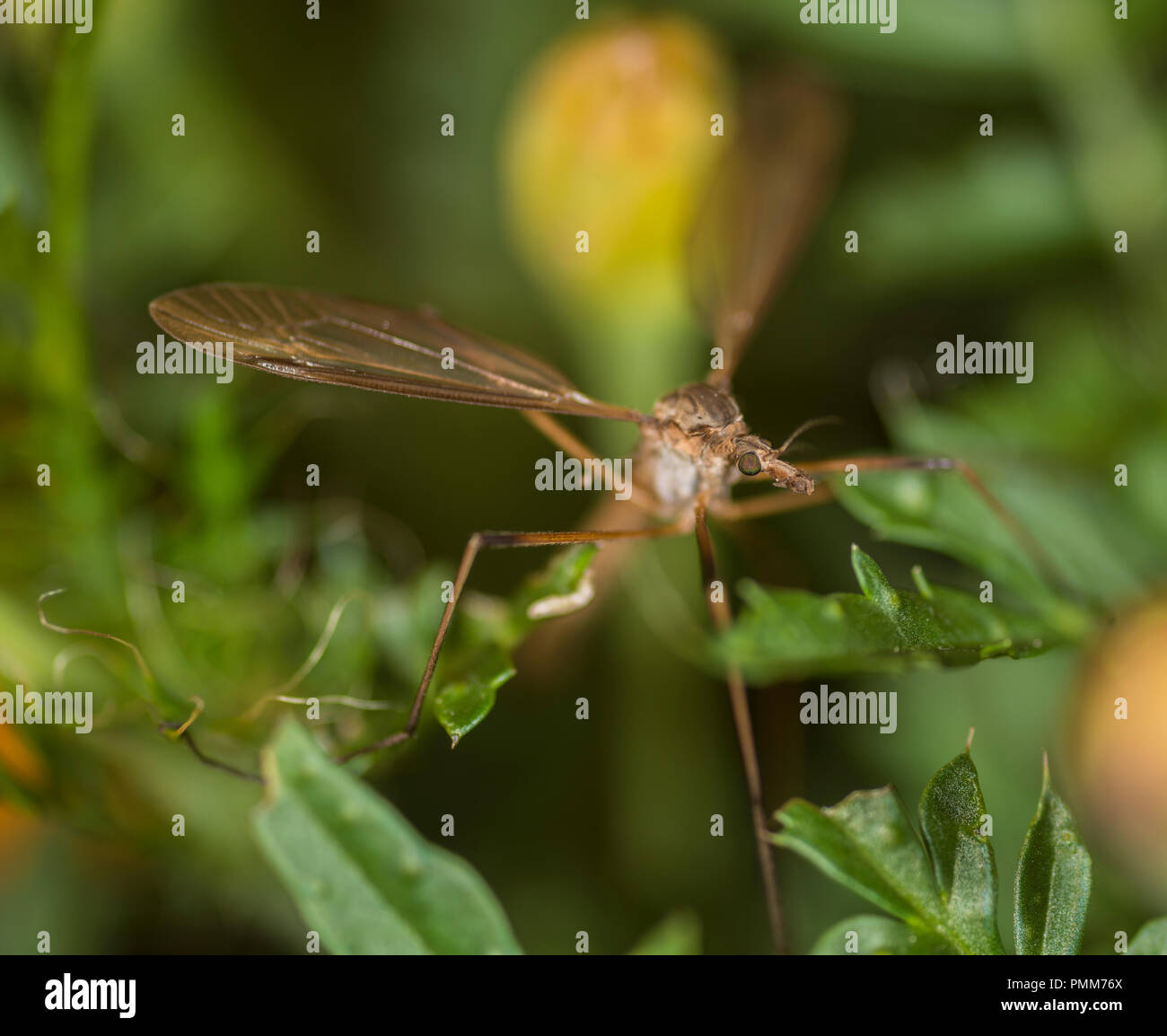 Cranefly sur une fleur Banque D'Images