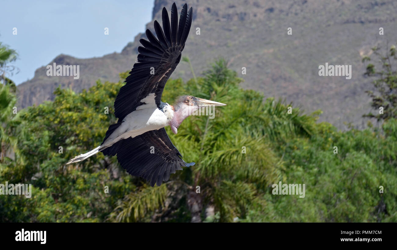 (Leptoptilus crumeniferus Marabou Stork) en vol Banque D'Images