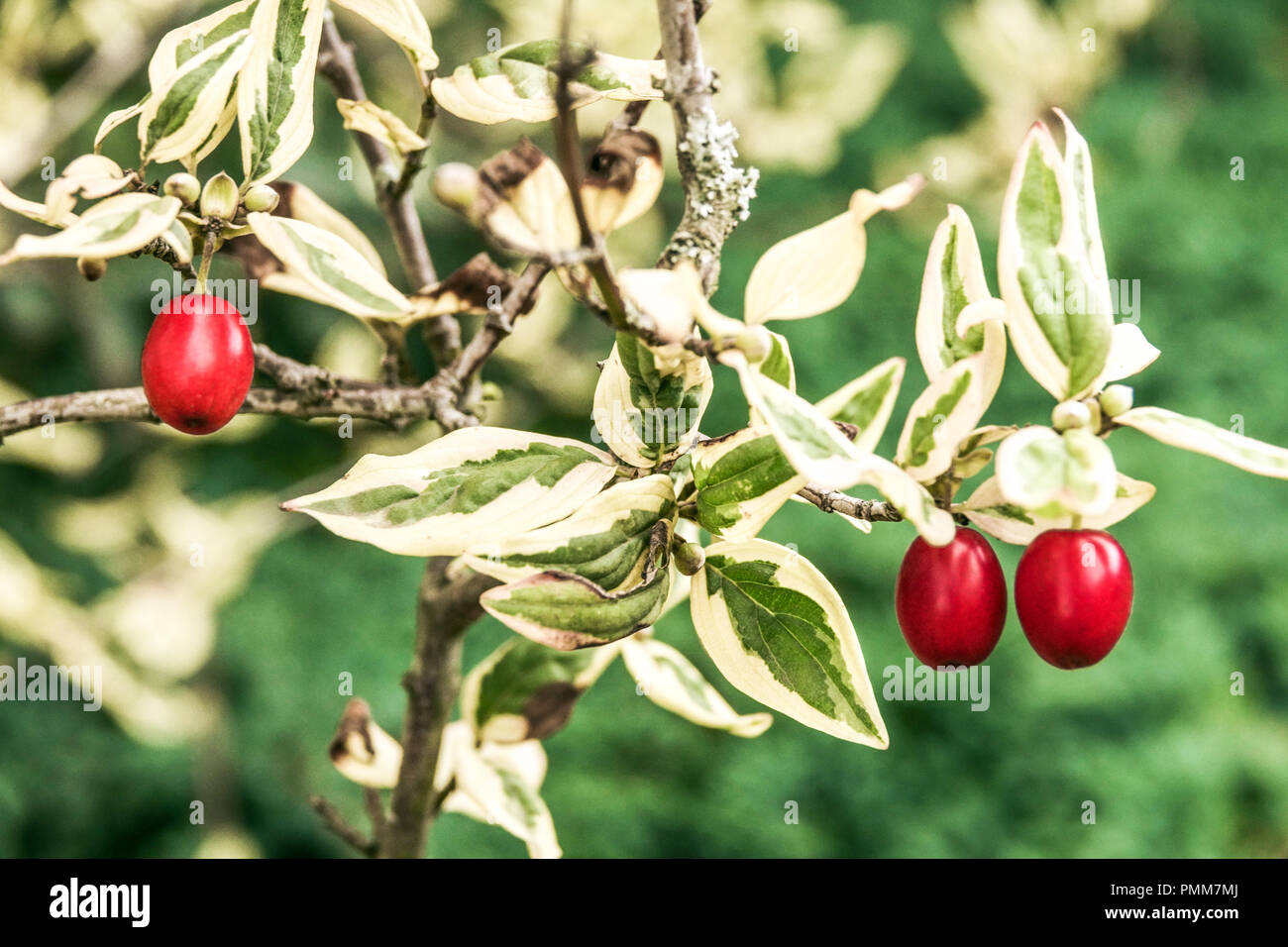 Cherry en cornaline, Cornus mas Cornouiller Elegantissima ' ', fruits rouges Banque D'Images