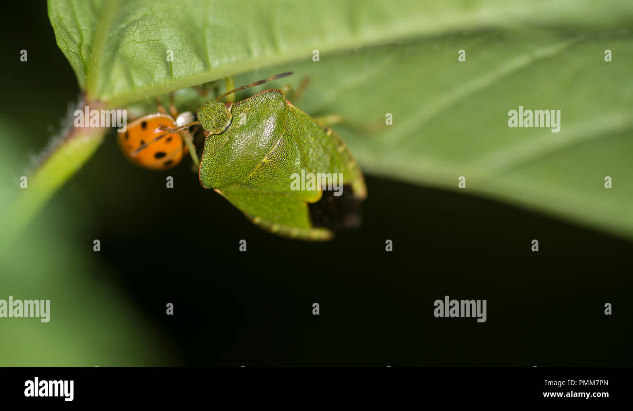 Coccinelle et le bouclier bug combats sur une feuille verte Banque D'Images