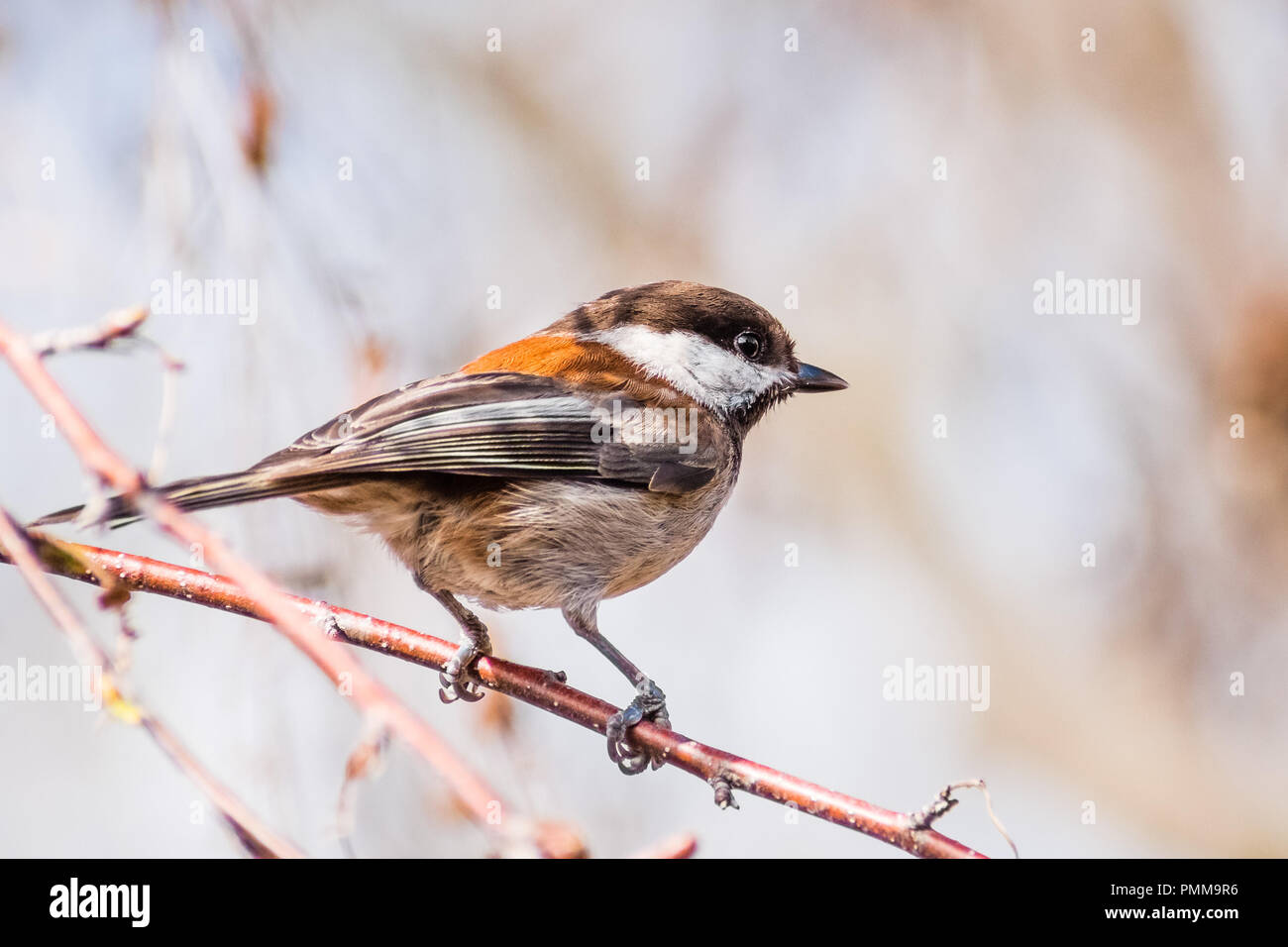 Close up of Chestnut Mésange à tête brune (Poecile rufescens adossés) perché sur une branche d'arbre bouleau ; arrière-plan flou, baie de San Francisco, Californie Banque D'Images