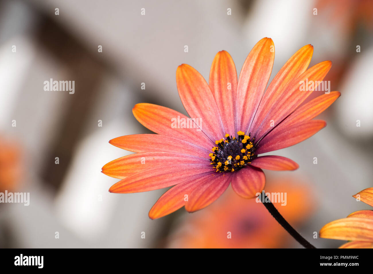 Close up of African daisy Osteospermum (Orange) Banque D'Images Close up of African daisy Osteospermum (Orange) Banque D'Images