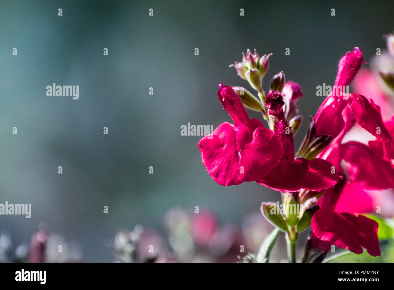 Close up de la salvia greggii "mirage" Cherry Red' (sage) l'automne en fleurs à la fin de l'été, en Californie Banque D'Images