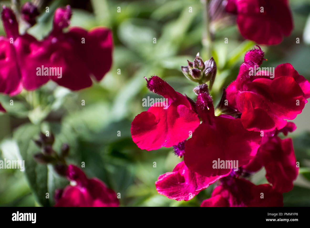 Close up de la salvia greggii "mirage" Cherry Red' (sage) l'automne en fleurs à la fin de l'été, en Californie Banque D'Images