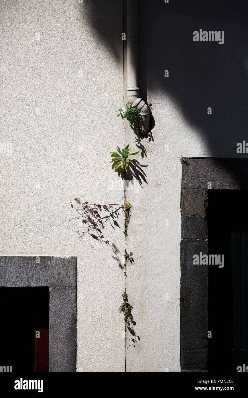 Les mauvaises herbes qui poussent sur un mur blanc entre deux portes Banque D'Images