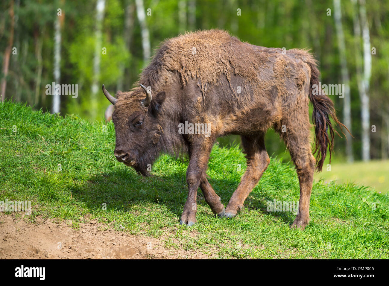 Bison d'Europe, Bison bonasus, printemps, Allemagne Banque D'Images