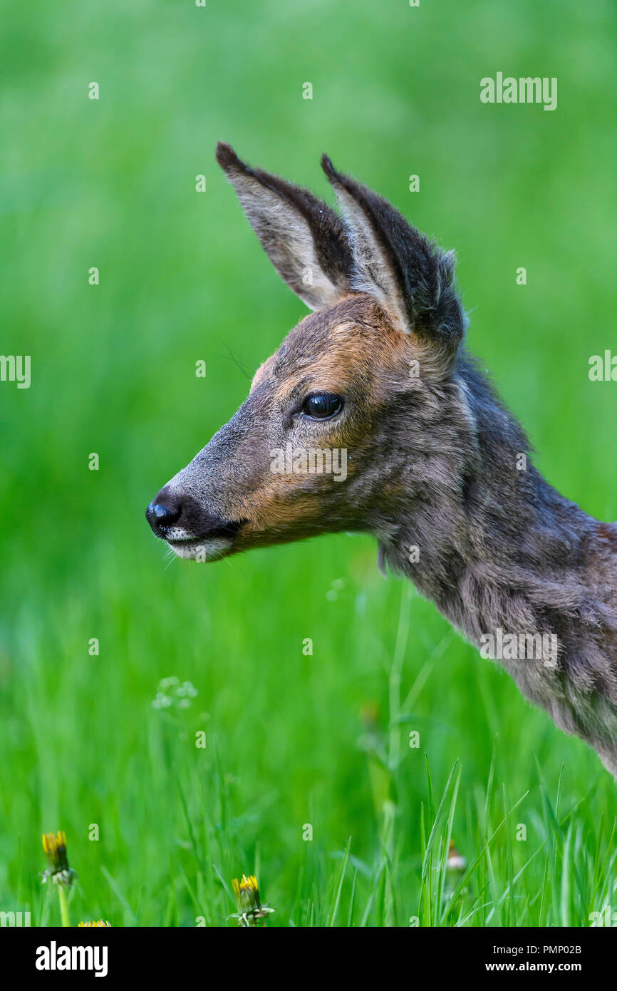 Chevreuil, Capreolus capreolus, Portrait, printemps, l'Allemagne, de l'Europe Banque D'Images