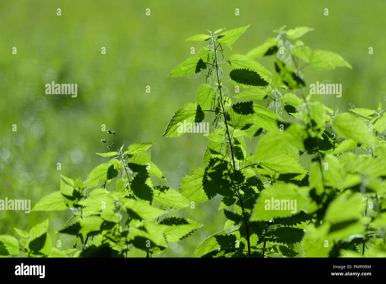 L'ortie brûlante, Urtica dioica, printemps, Allemagne Banque D'Images