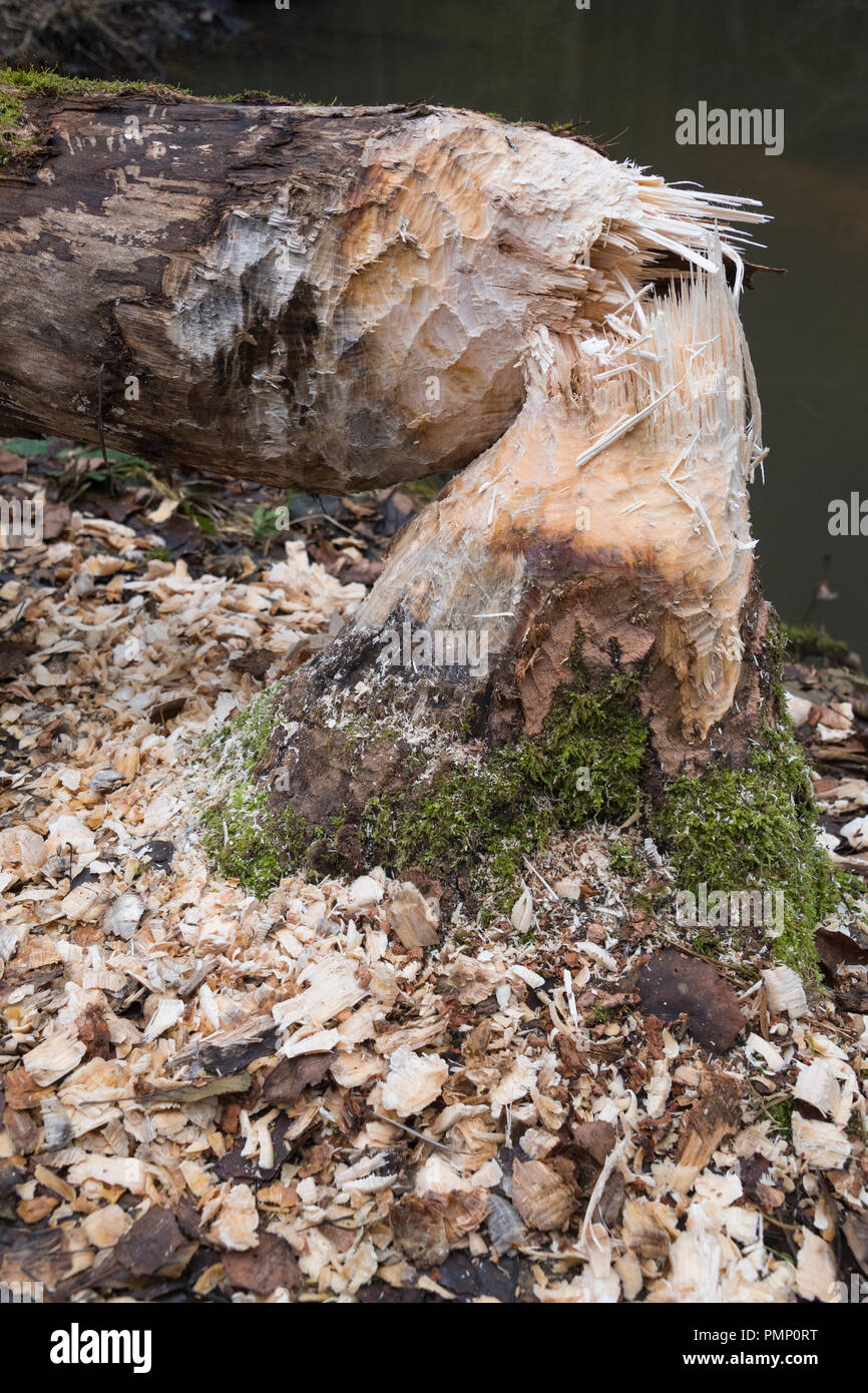 Les troncs d'arbres rongés par les castors d'Europe, Castor fiber, Spessart, Bavaria, Germany, Europe Banque D'Images