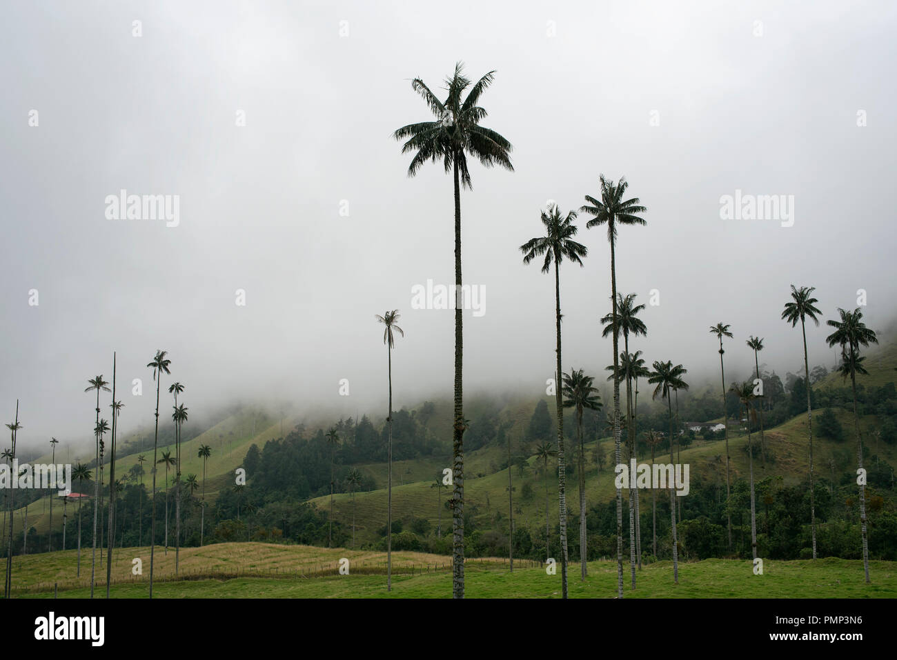 Le paysage brumeux de Cocora Valley (Valle de Cocora) avec des palmiers de cire Quindío près de Salento, en Colombie. Sep 2018 Banque D'Images