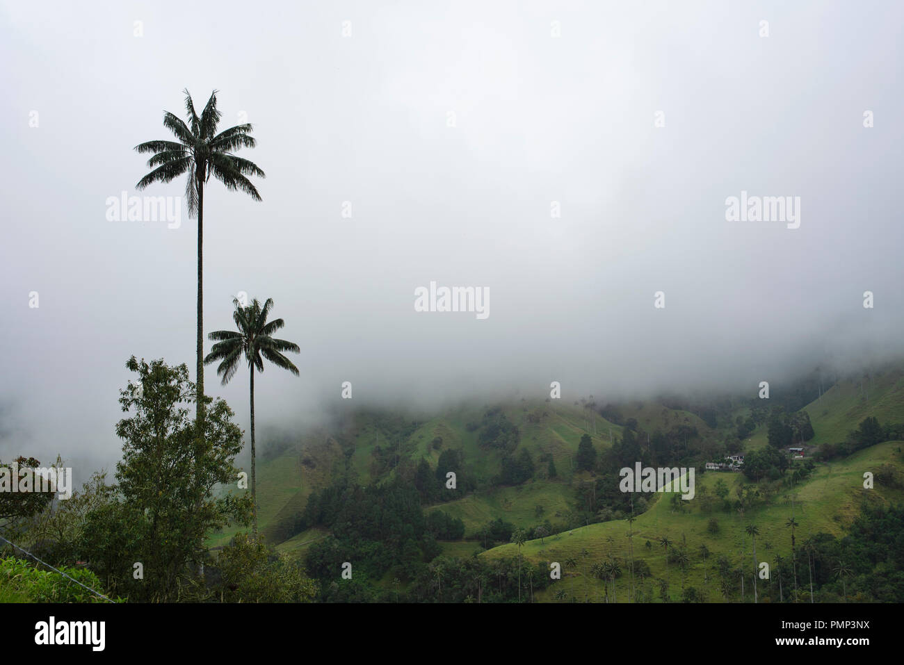 Le paysage brumeux de Cocora Valley (Valle de Cocora) avec un couple de cire Quindío palmiers. Santa Marta, Colombie. Sep 2018 Banque D'Images