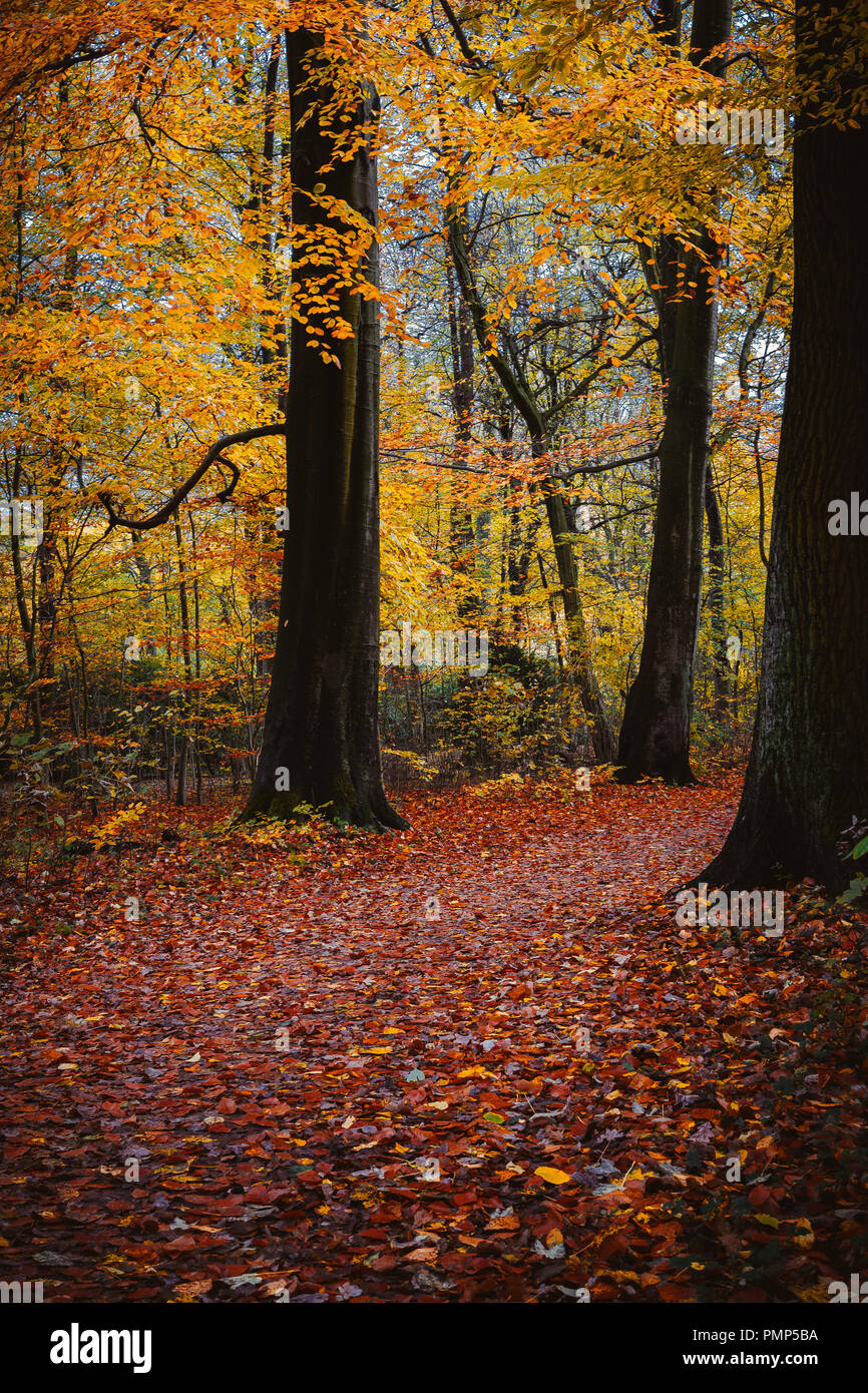 Forêt d'automne. Sentier de marche dans le feuillage de couleur d'or la chute des feuilles entre les grands arbres Banque D'Images