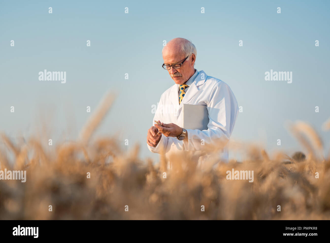 Ce chercheur à l'essai sur le terrain sur de nouveaux genres de grain et du blé Banque D'Images