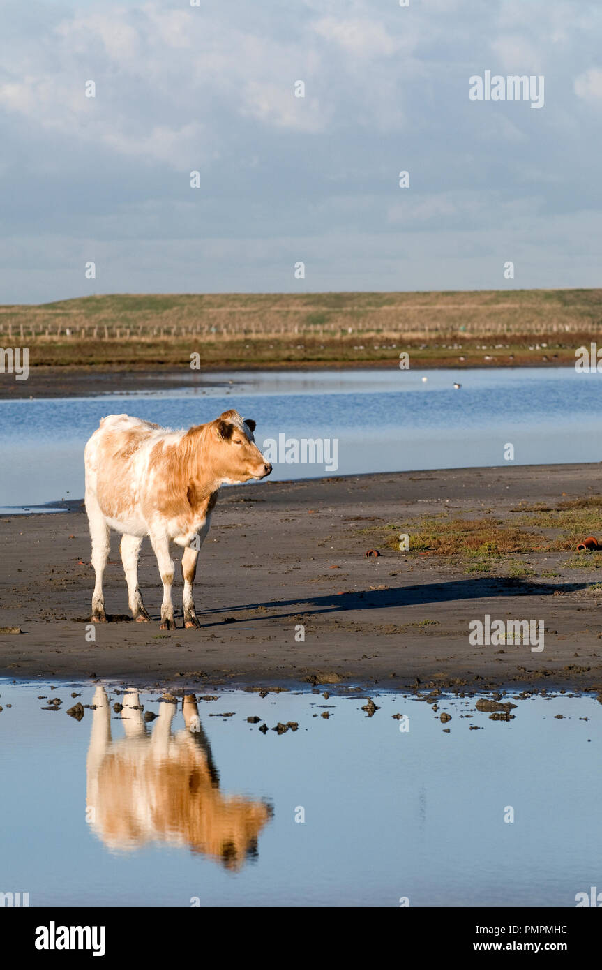 Rouge-pied bovins (Bos taurus) Belgique // Vache pie-rouge belge Banque D'Images