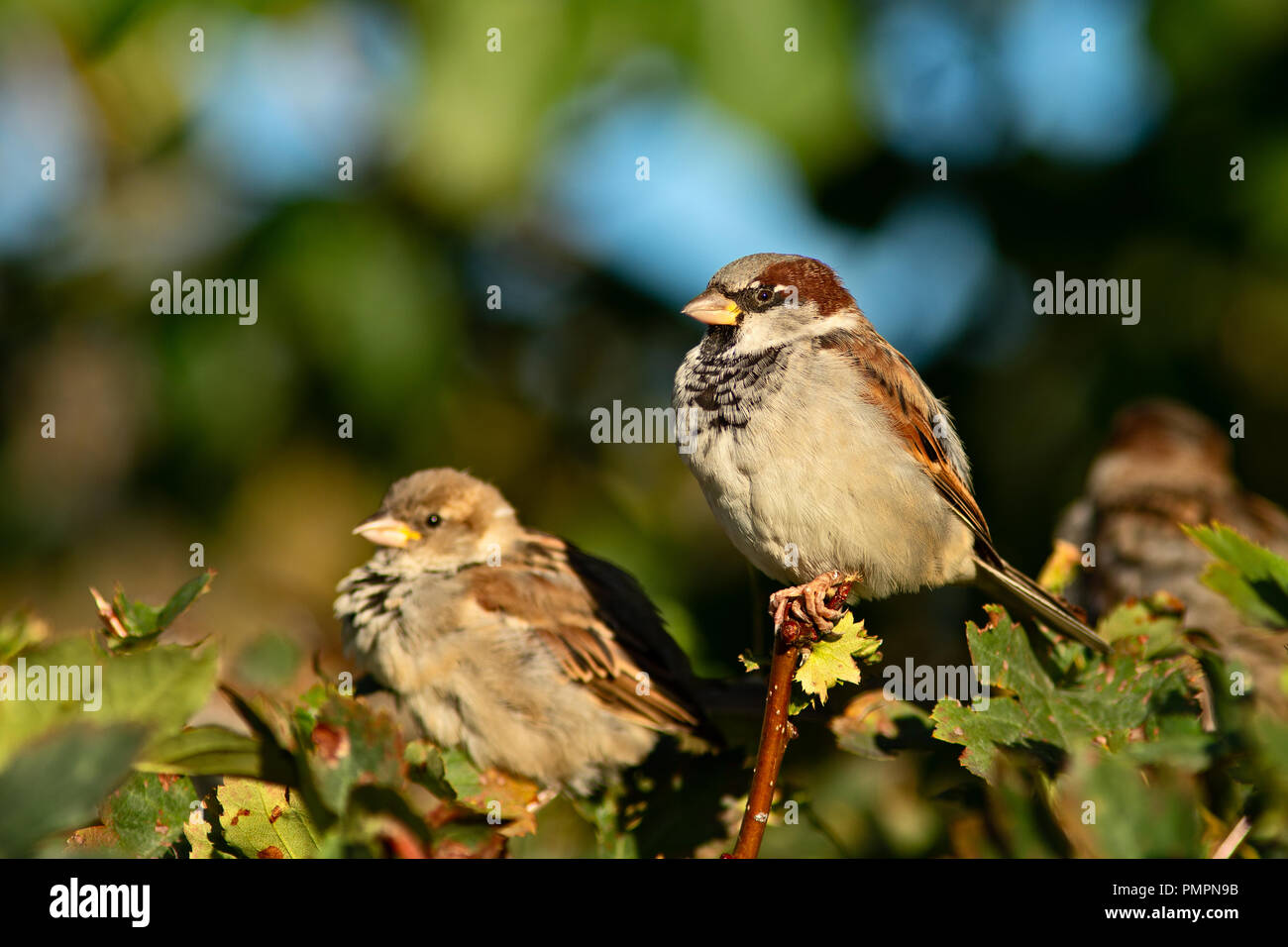 Adorable Petit Moineau Domestique Oiseaux Sasseoir Sur Un