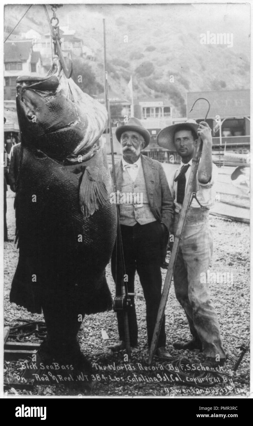 Black sea bass - le record du monde par F.S. Schenck sur canne et moulinet.  Poids 384 lb Catalina Island, en Californie Photo Stock - Alamy