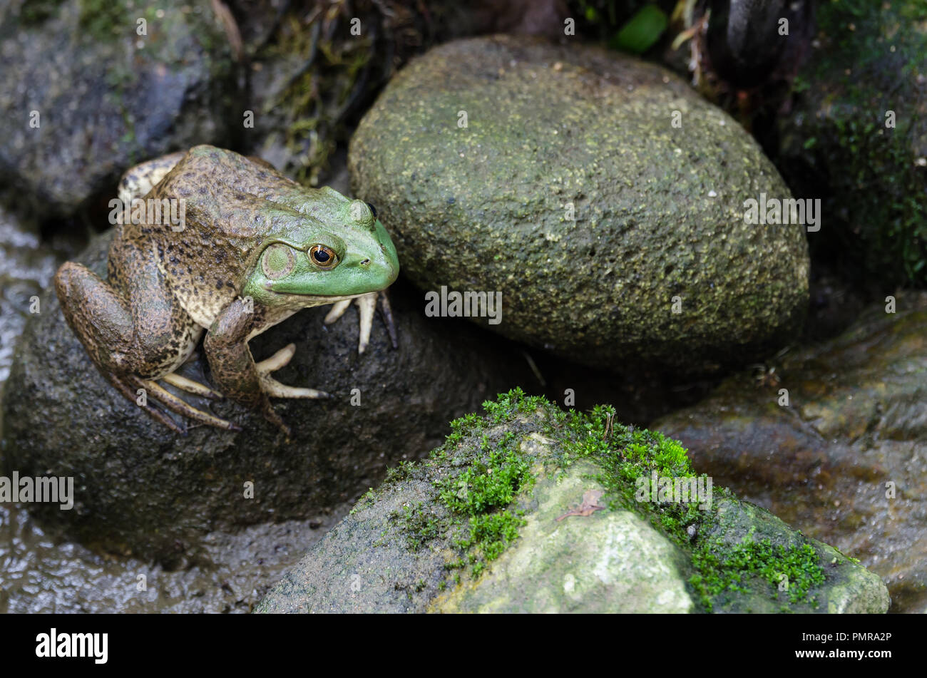 Bullfrog (Rana catesbeiana) assis sur la pierre Banque D'Images