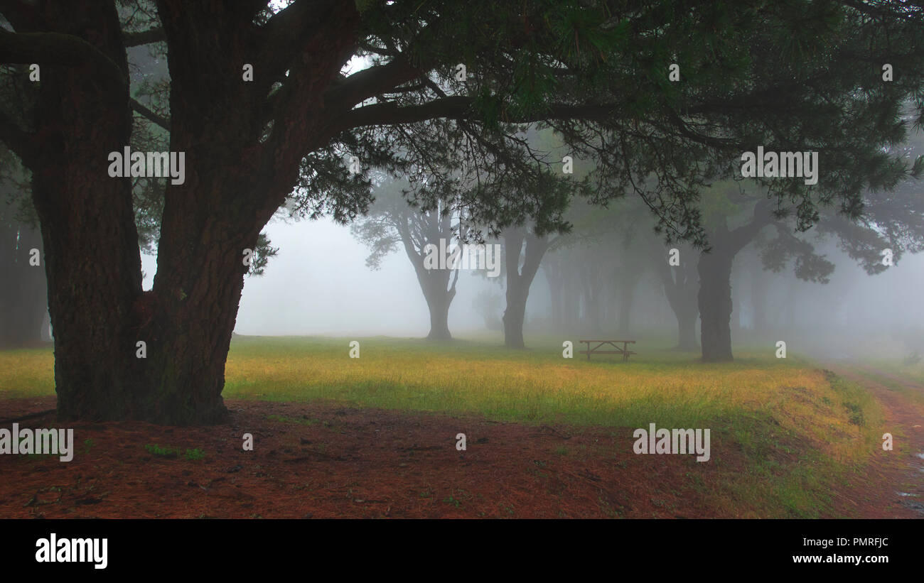 La silhouette du vieil arbre par un sentier à travers une forêt brumeuse, fantomatique, à l'effrayant, arbres sombres, spooky lumière du matin avant ou après la pluie à El Hierro Banque D'Images