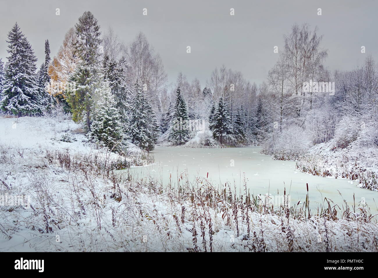 Paysage d'hiver forêt étang gelé début de l'hiver des arbres dans la neige. couleur gris clair blanc neige Banque D'Images