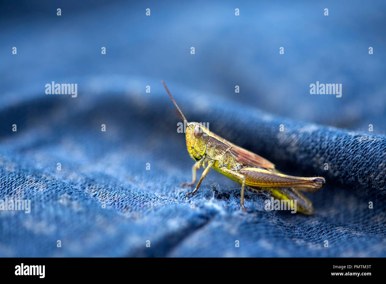 Près d'un insecte sauterelle sur un fond bleu matériau textile Banque D'Images