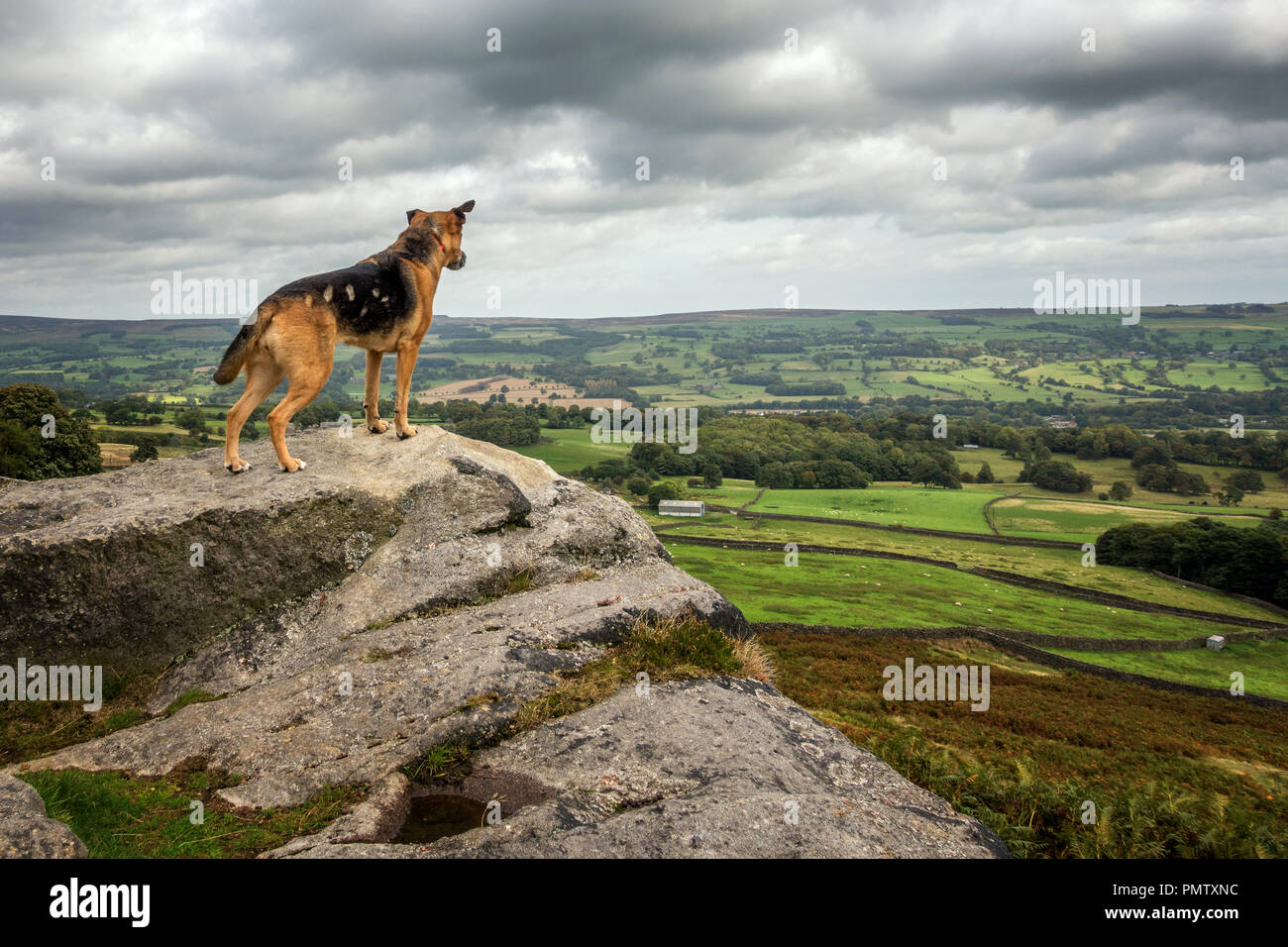 Ilkley Moor, West Yorkshire, Royaume-Uni. 19 septembre 2018. Météo France : Chien se dresse au sommet des Maures avec la fourrure se faire sucer par la tempête Ali. Rebecca Cole/Alamy Live News Banque D'Images