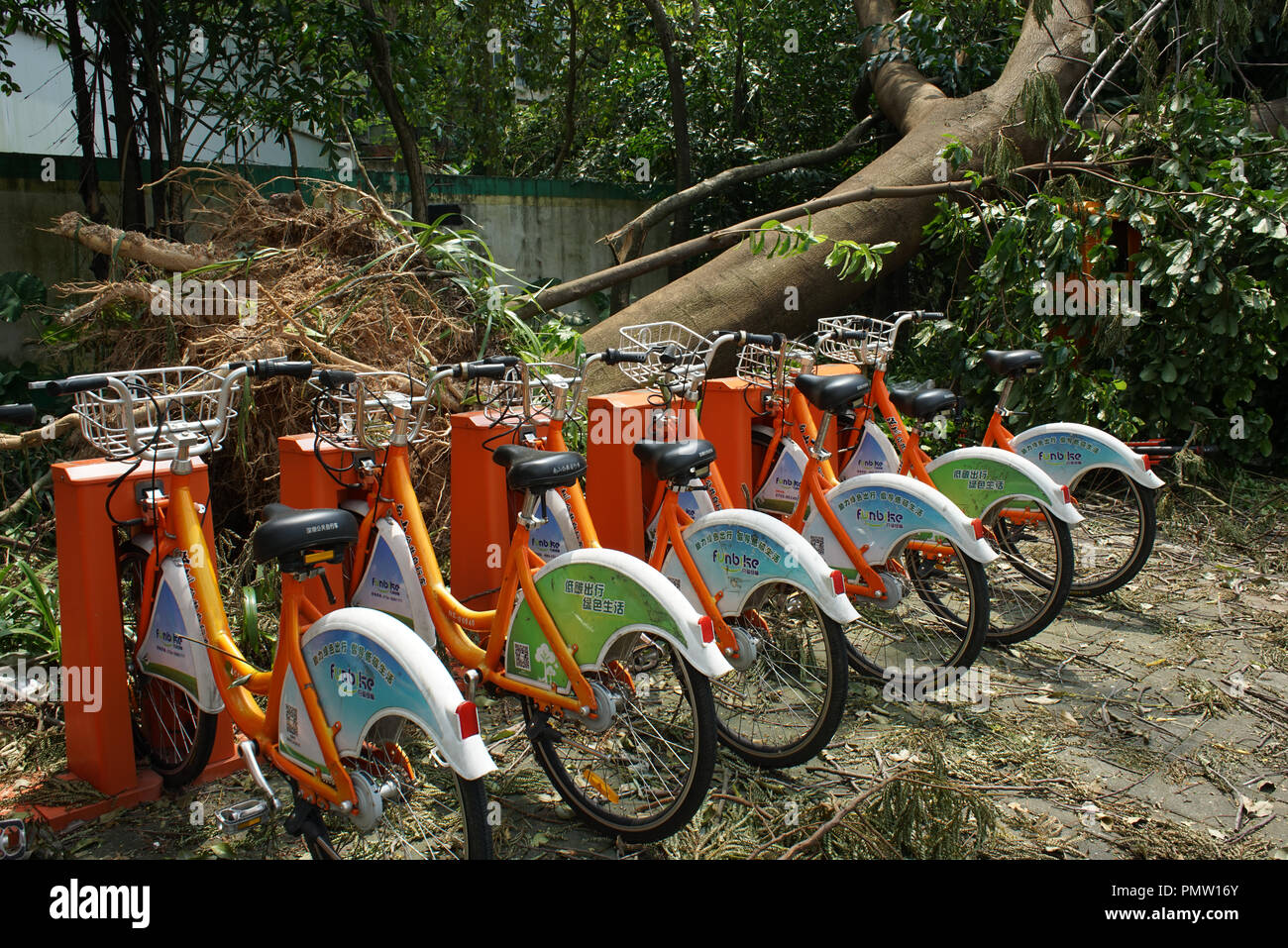 Shenzhen, Chine. 19e Septembre, 2018. Arbre tombé à côté de vélo partagé comme Typhon Mangkhut hits Shenzhen, province de Guangdong, dans le sud de la Chine. © Marginon/Alamy Live News. Banque D'Images