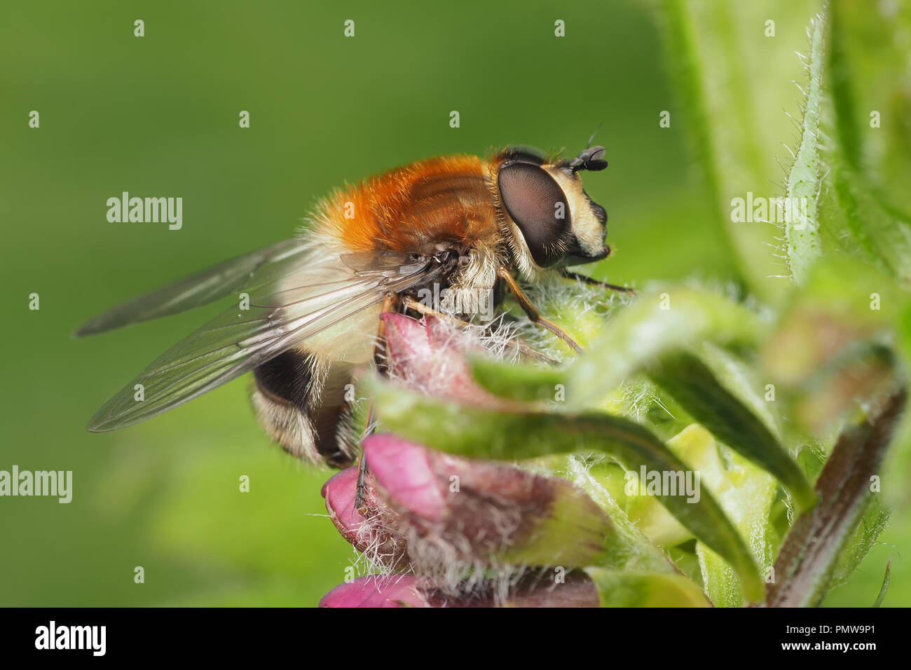 Leucozona lucorum hoverfly perché sur plante. Tipperary, Irlande Banque D'Images