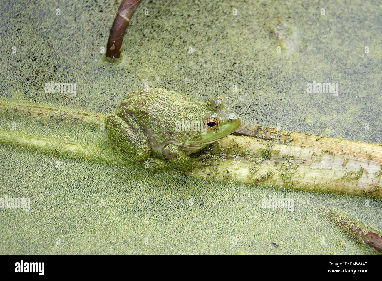 Wild American Bullfrog (Lithobates catesbeianus ou Rana catesbeiana) dans un étang couvert de lentilles d'eau Banque D'Images