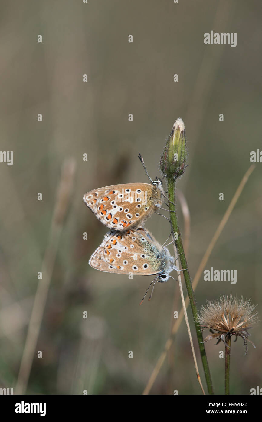 Lysandra bellargus Adonis (bleu). Paire de papillons, l'accouplement avec la femelle en haut Banque D'Images