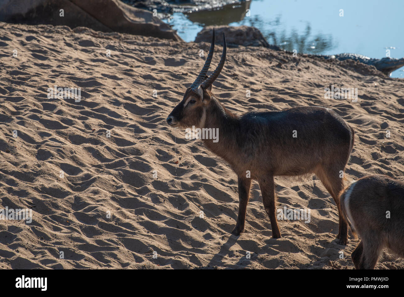 Waterbuck bull près de l'eau avec un crocodile dans l'arrière-plan Banque D'Images