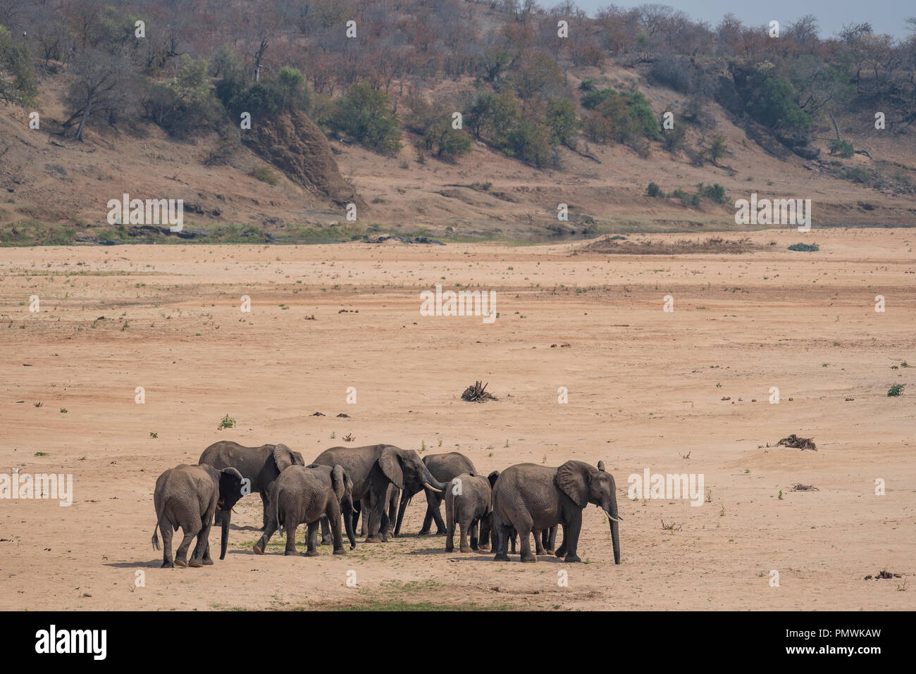 Troupeau d'éléphant dans une rivière à sec. Banque D'Images