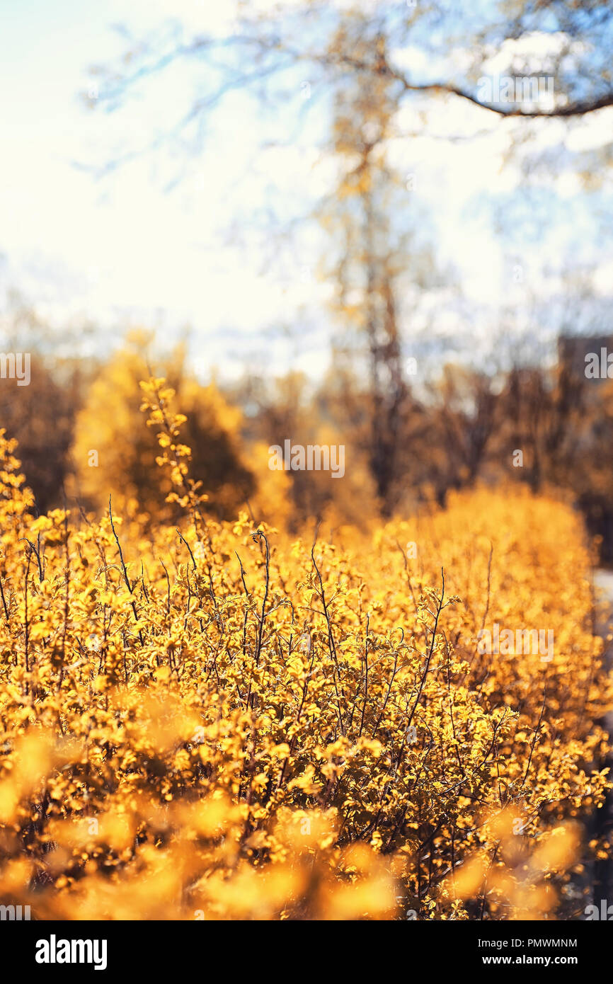 Nature de l'automne. Feuilles et avec les feuilles jaunes dans la p Banque D'Images Nature de l'automne. Feuilles et avec les feuilles jaunes dans la p Banque D'Images