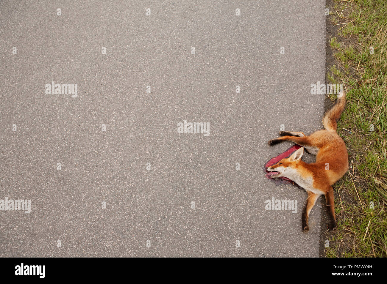 Vue de dessus dead red fox sur le champ Banque D'Images