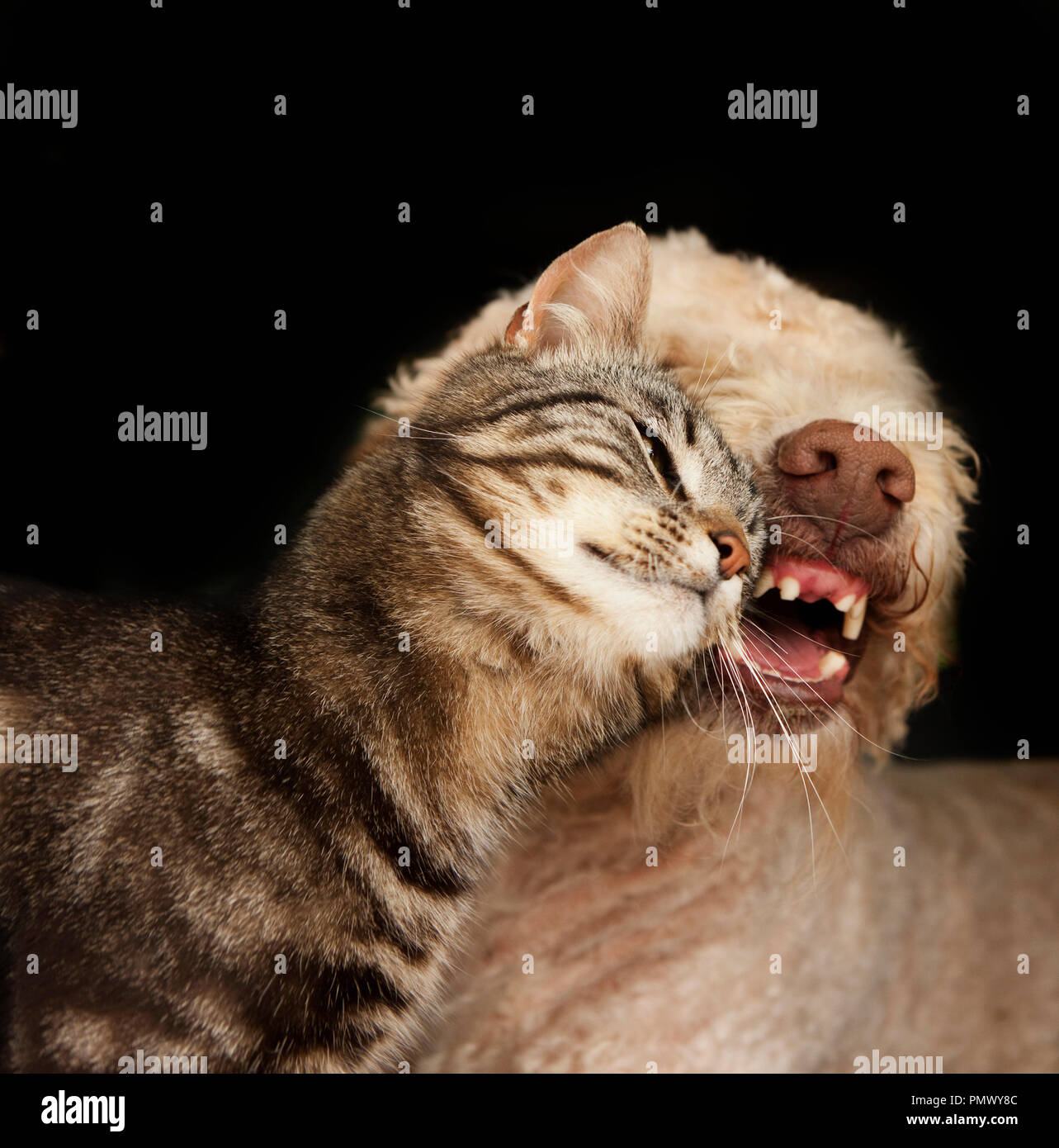 Chat affectueux chien frottant sur Banque D'Images