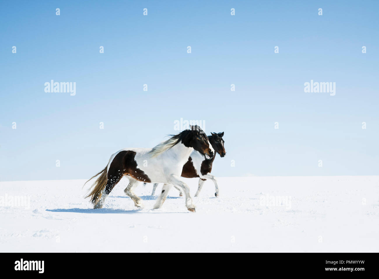 Horses running in snowy field Banque D'Images