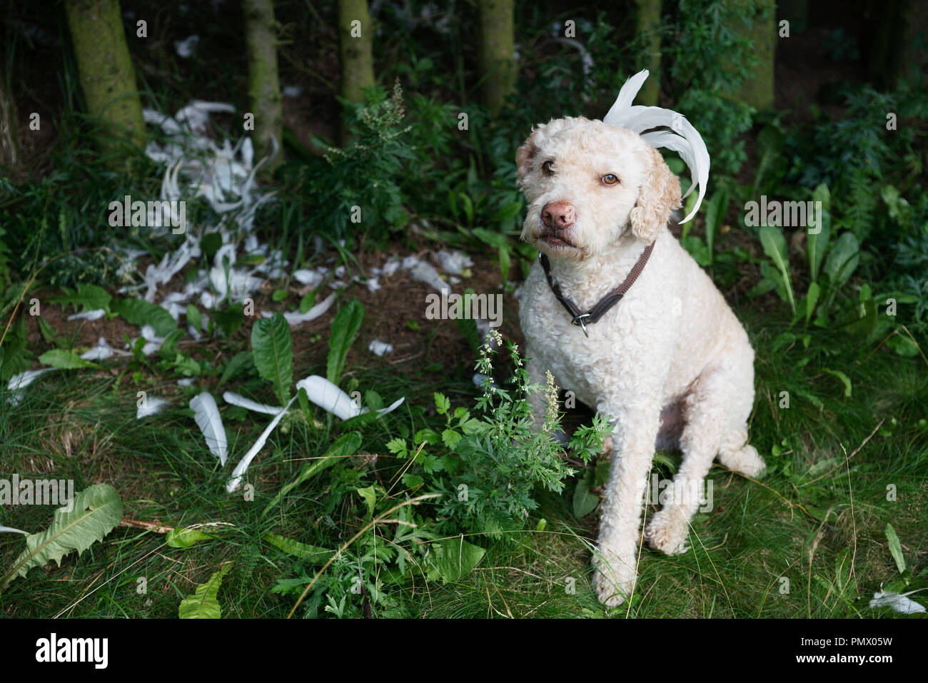 Labradoodle Portrait avec des plumes dans les bois Banque D'Images