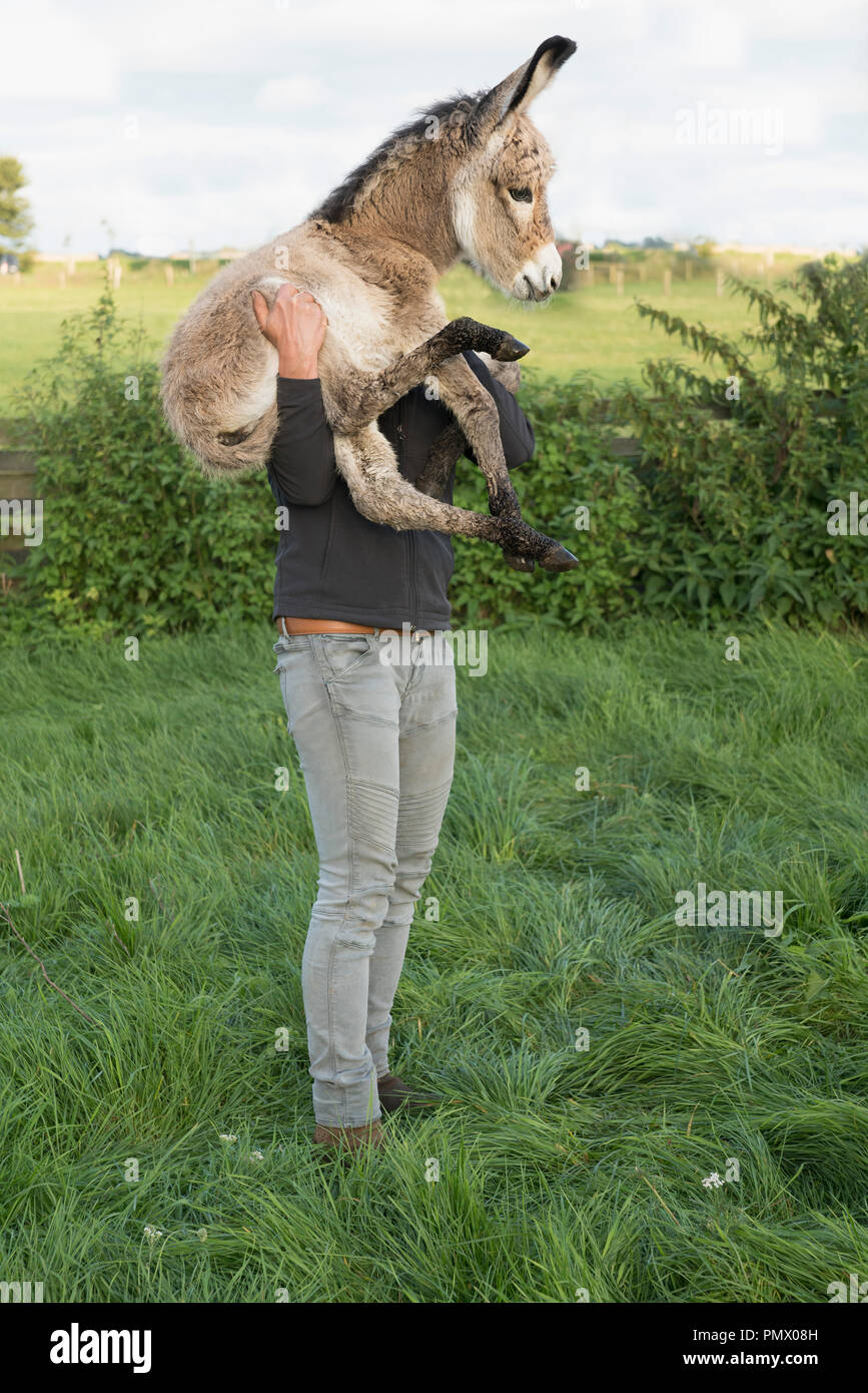 Man holding goat on farm Banque D'Images