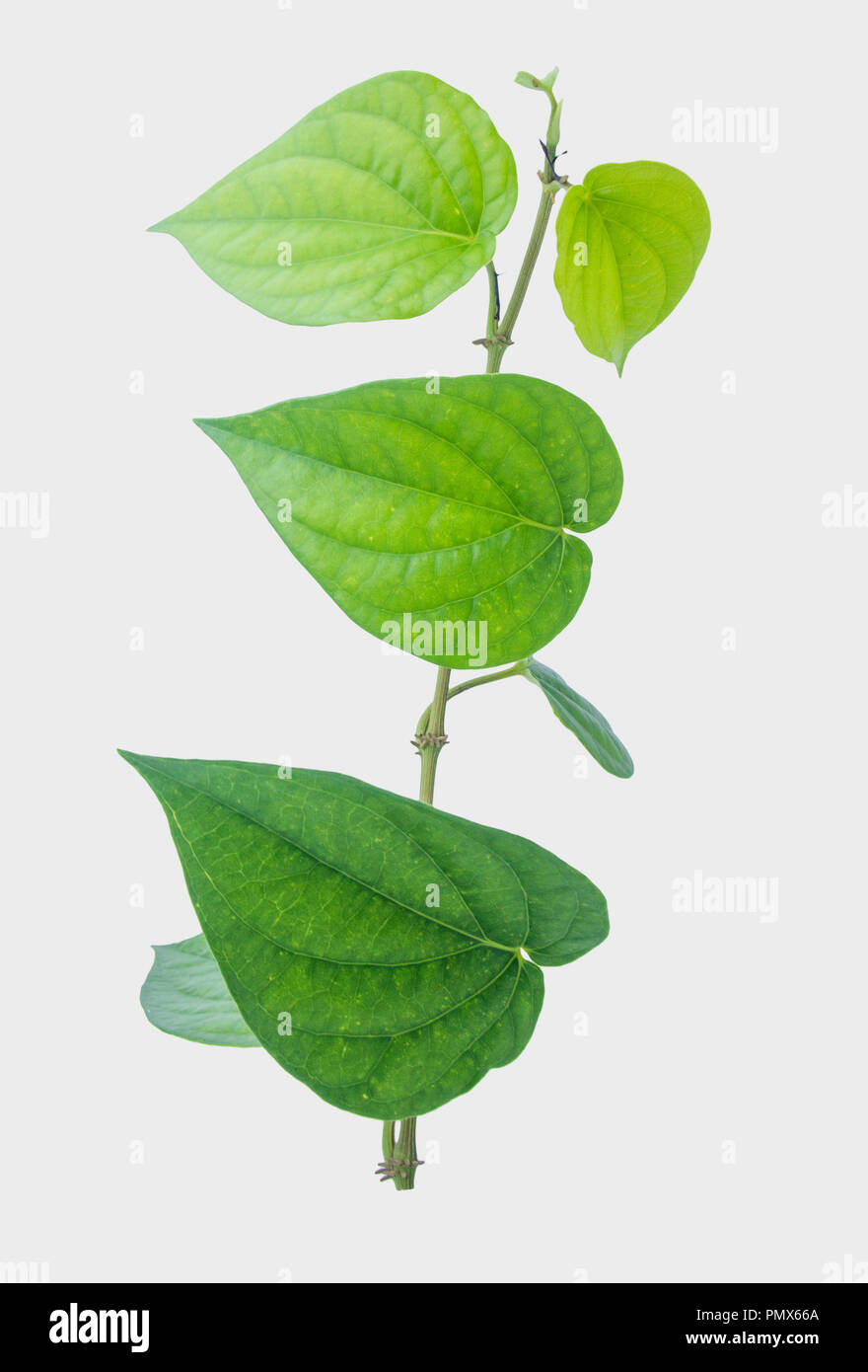 Feuille de bétel vert isolé sur fond gris, avec chemin de détourage. Banque D'Images