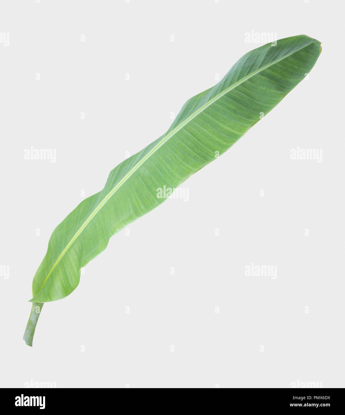 La feuille de banane.isolé sur fond gris avec chemin de détourage. Banque D'Images