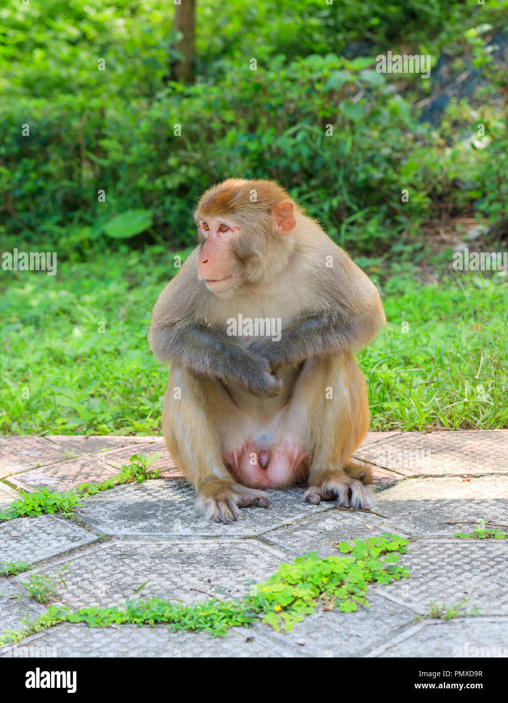 Singe sauvage à Kam Shan Country Park à Hong Kong Banque D'Images