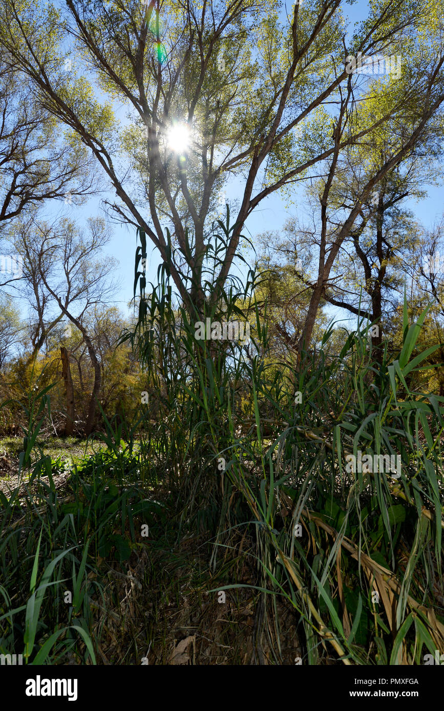 Une espèce envahissante de l'herbe pousse à la base de couverture des arbres dans une zone riveraine qui couvre l'Anza Trail le long de la rivière Santa Cruz, Tubac, Ar Banque D'Images