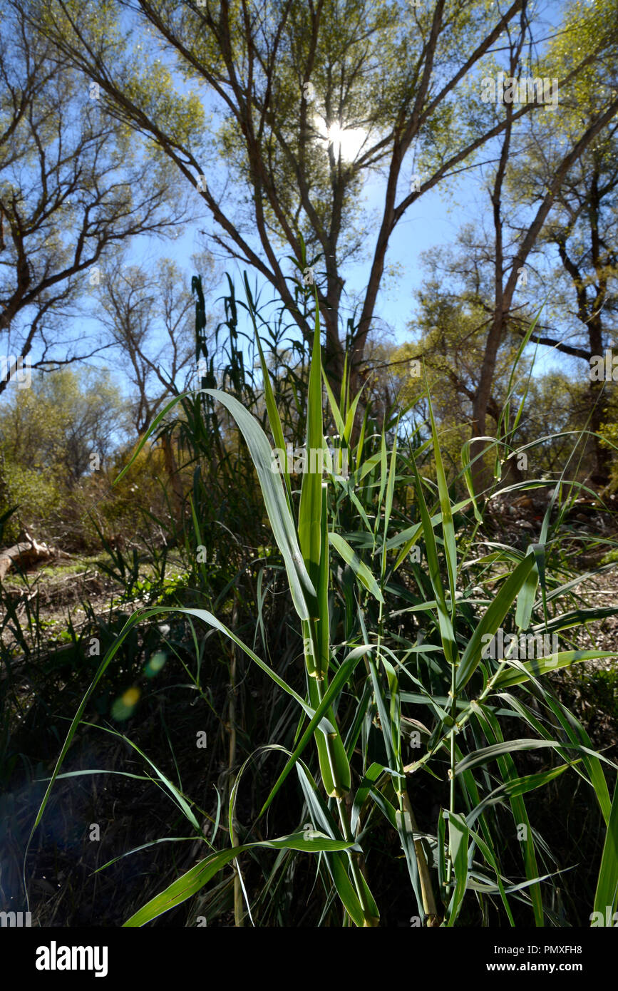 Une espèce envahissante de l'herbe pousse à la base de couverture des arbres dans une zone riveraine qui couvre l'Anza Trail le long de la rivière Santa Cruz, Tubac, Ar Banque D'Images