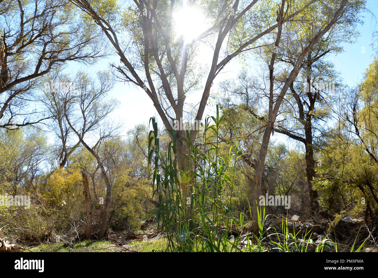 Une espèce envahissante de l'herbe pousse à la base de couverture des arbres dans une zone riveraine qui couvre l'Anza Trail le long de la rivière Santa Cruz, Tubac, Ar Banque D'Images