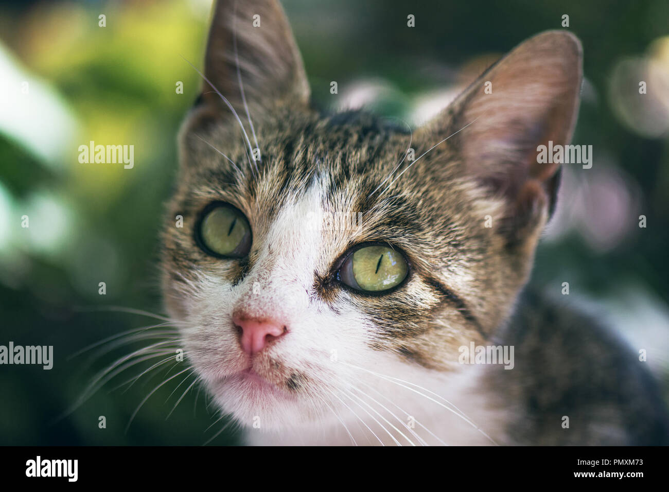 Belle Rue Chat Avec Les Yeux Verts Et Nez Rose Closeup Portrait Avec Soft Focus En Journee Ensoleillee Photo Stock Alamy