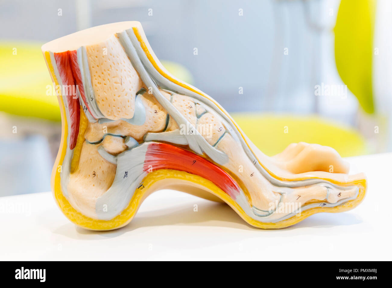 Modèle pied humain anatomie Banque D'Images