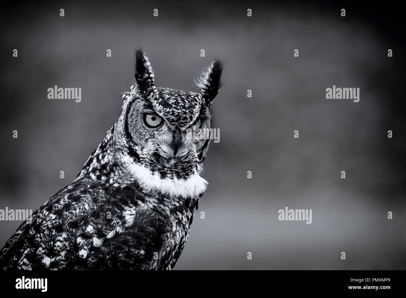 Eagle Owl en mono Banque D'Images